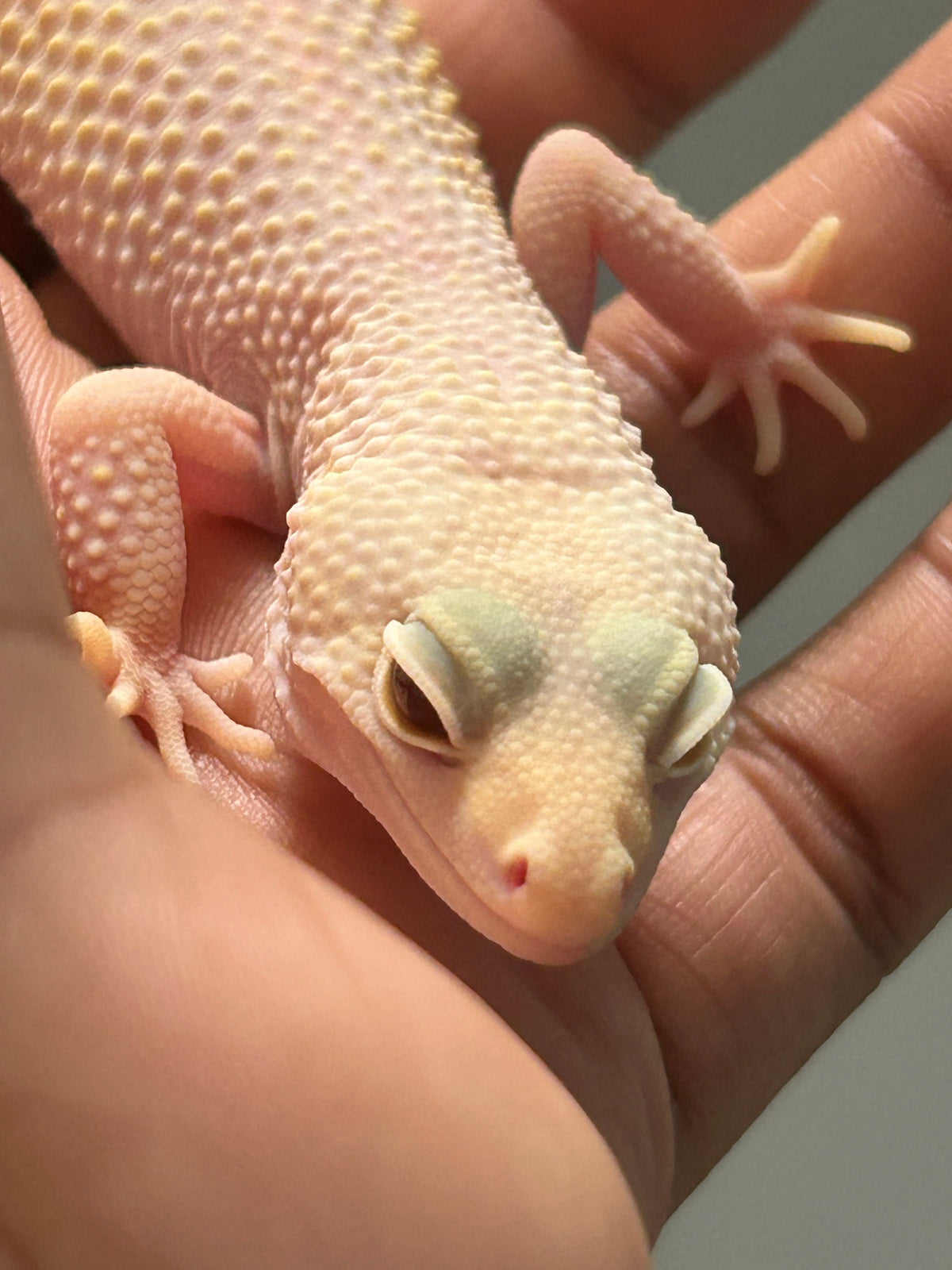 Gecko leopardo diablo blanco macho