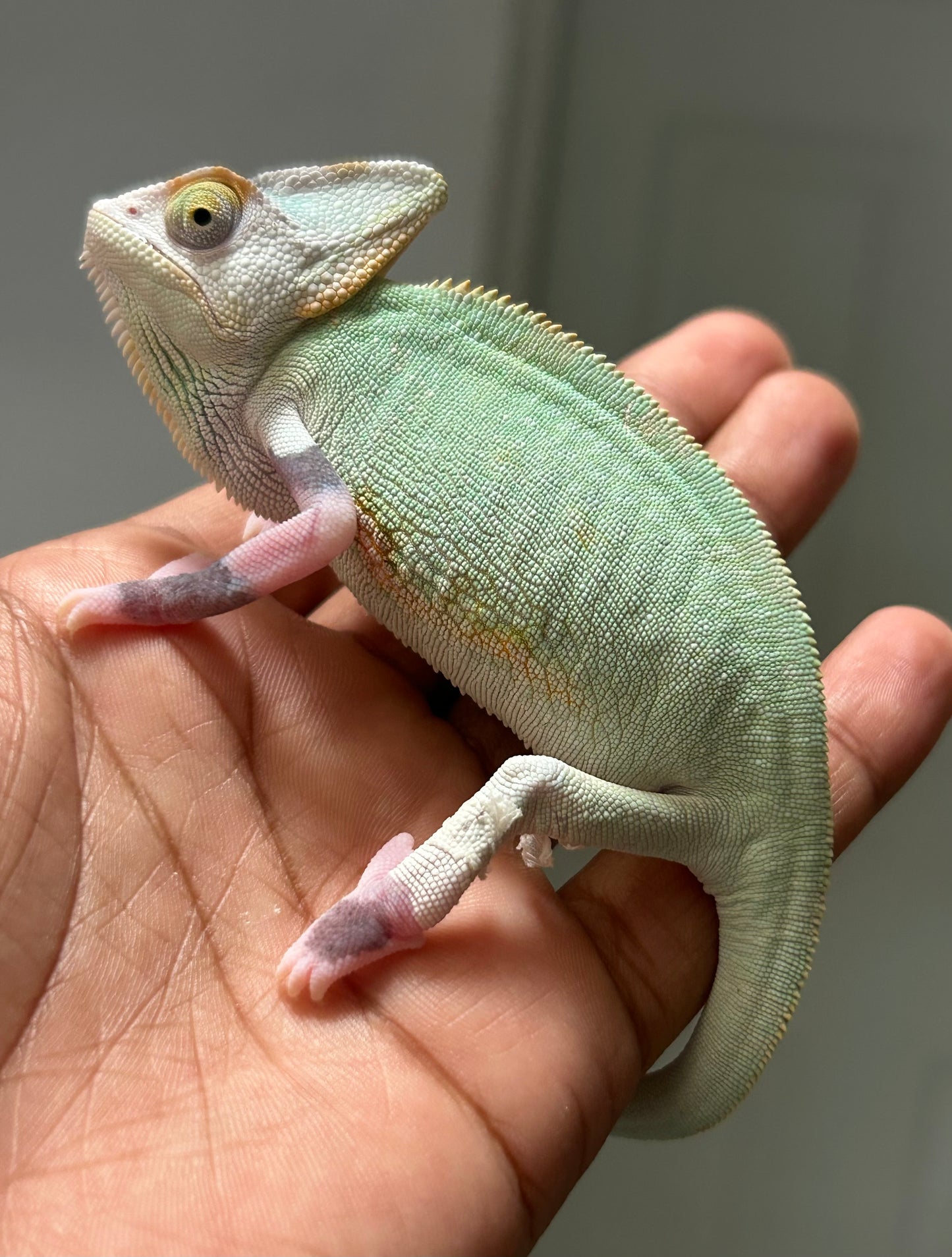 Camaleón de velo high pied macho juvenil