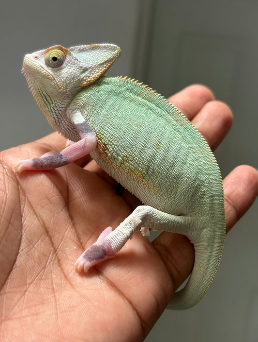 Camaleón de velo high pied macho juvenil