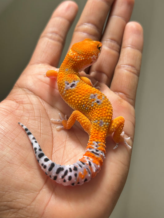 Gecko leopardo Blood inferno macho