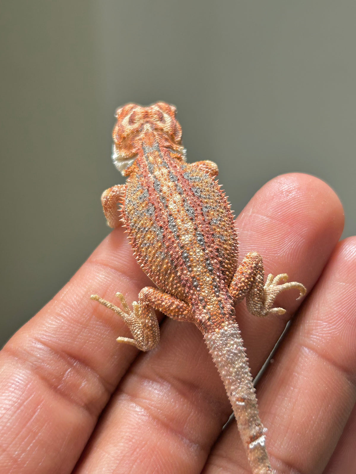 Pogona Red hypo leatherback hembra