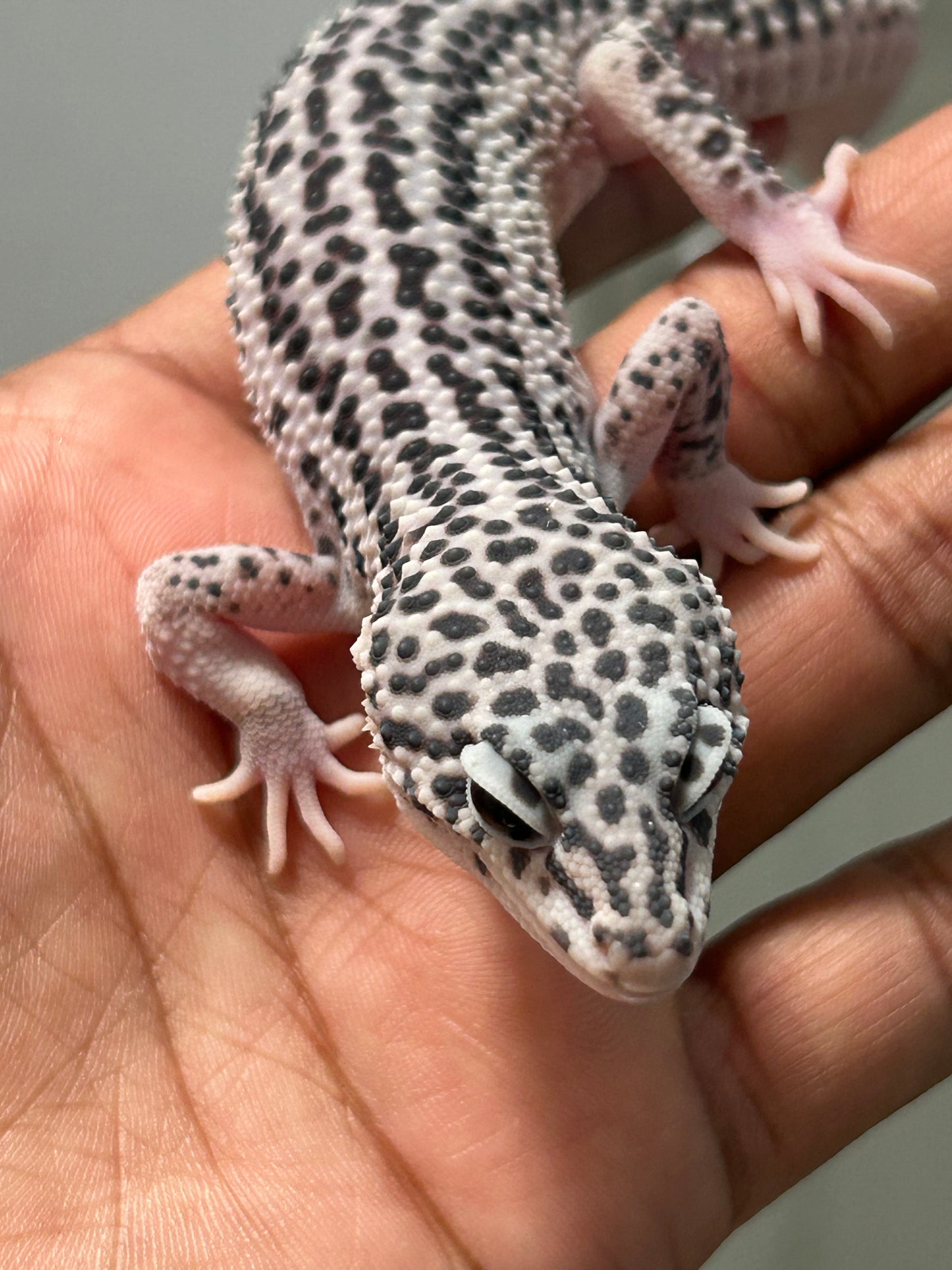 Gecko leopardo Super snow het tremper macho (con detalle)