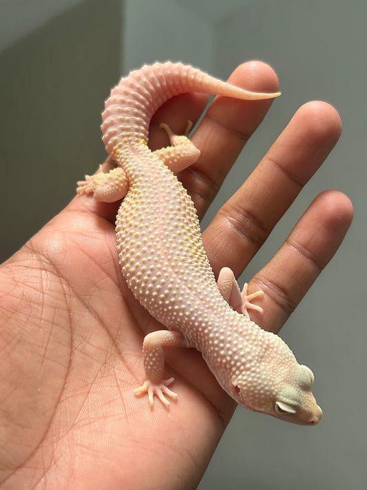 Gecko leopardo diablo blanco macho