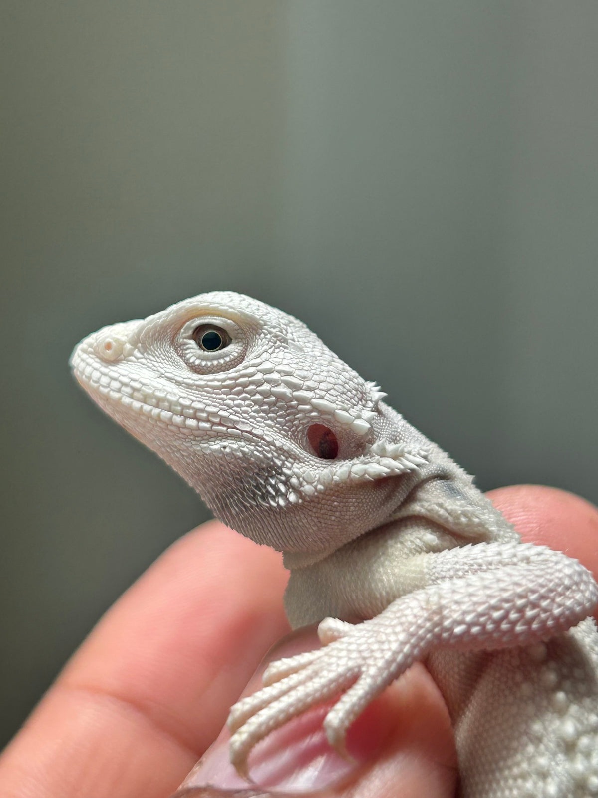 Pogona Hypo zero macho