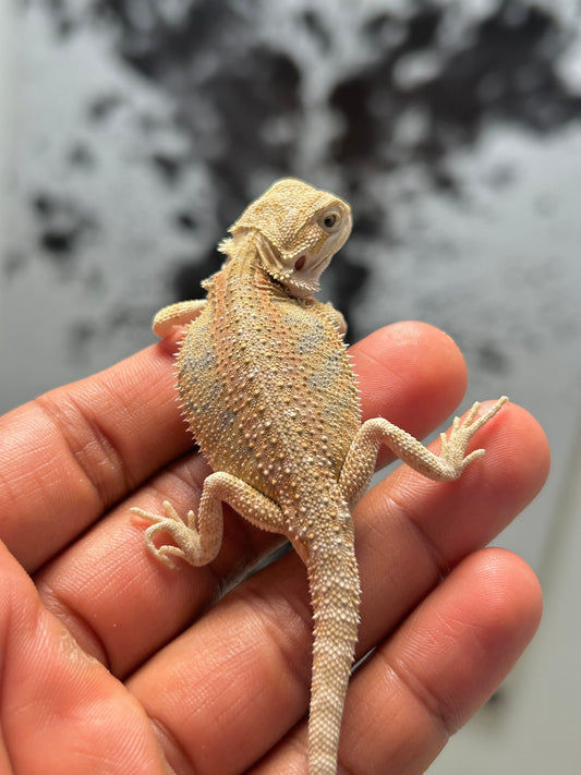 Pogona Hypo het zero hembra