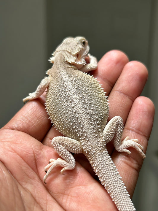 Pogona Witblits het hypo macho
