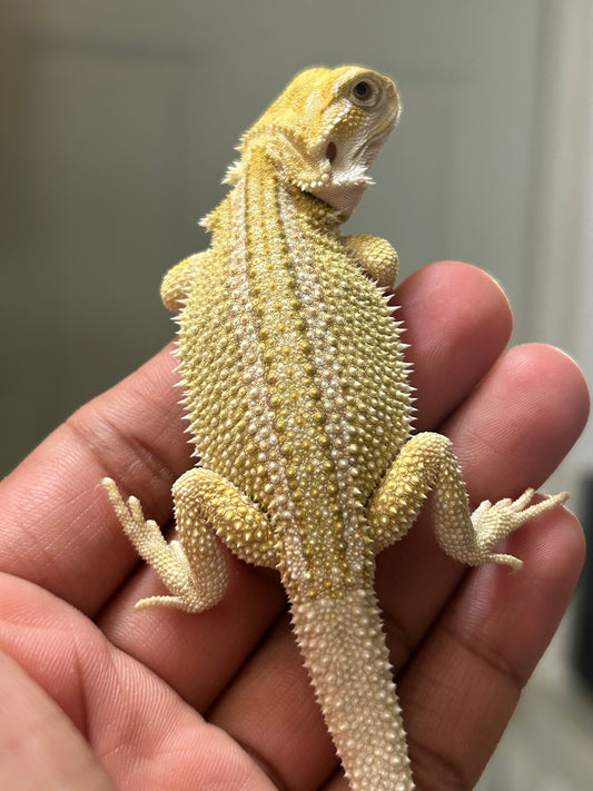 Pogona Citrus Hypo dunner hembra