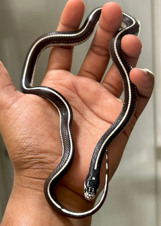 Serpiente Rey de California stripe hembra