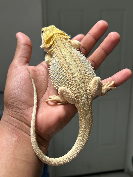 Pogona Citrus hypo dunner hembra
