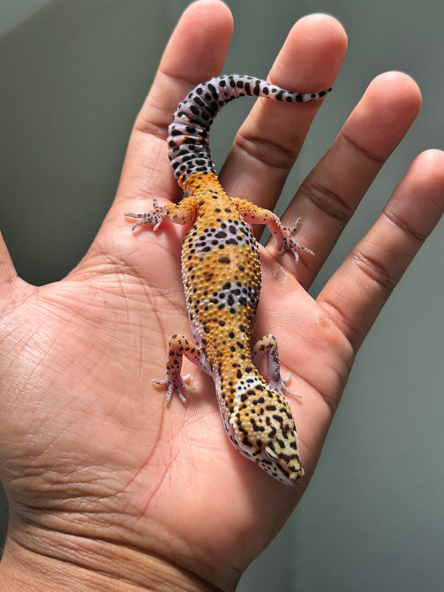 Gecko Leopardo Noir dèsir hembra (Ojos pequeños)