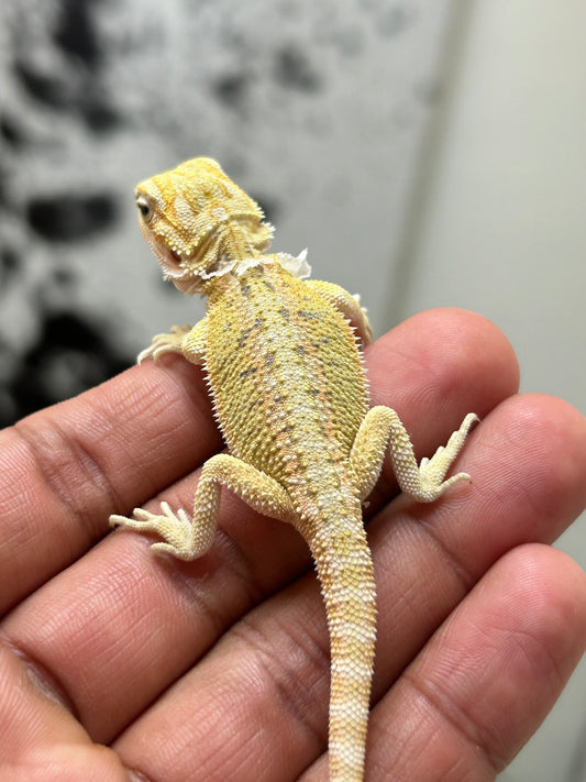 Pogona Citrus hypo hembra