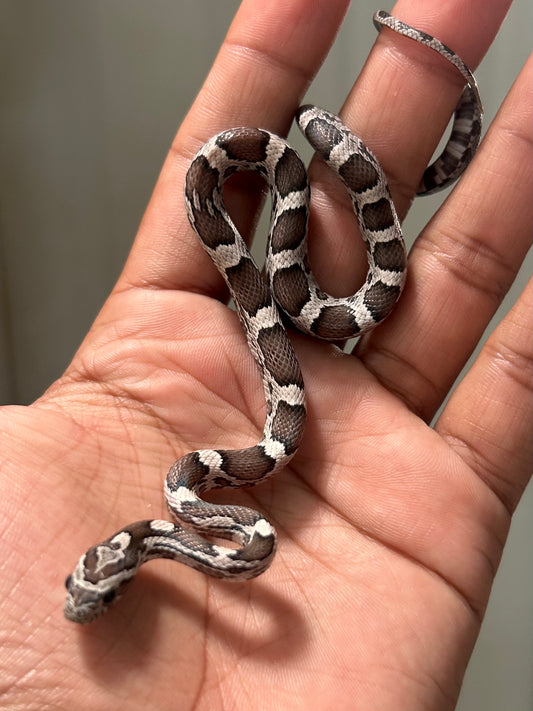 Serpiente maicera anery macho