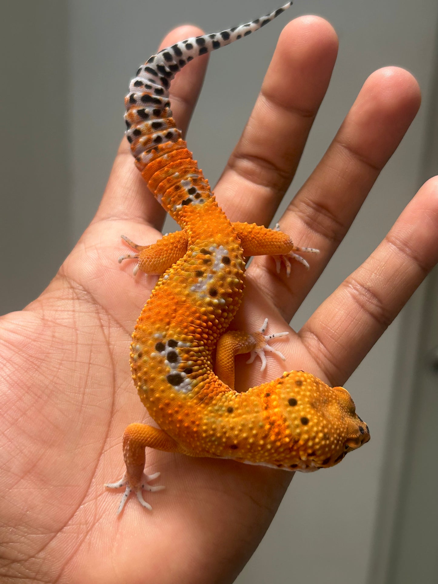 Gecko Leopardo Noir dèsir macho