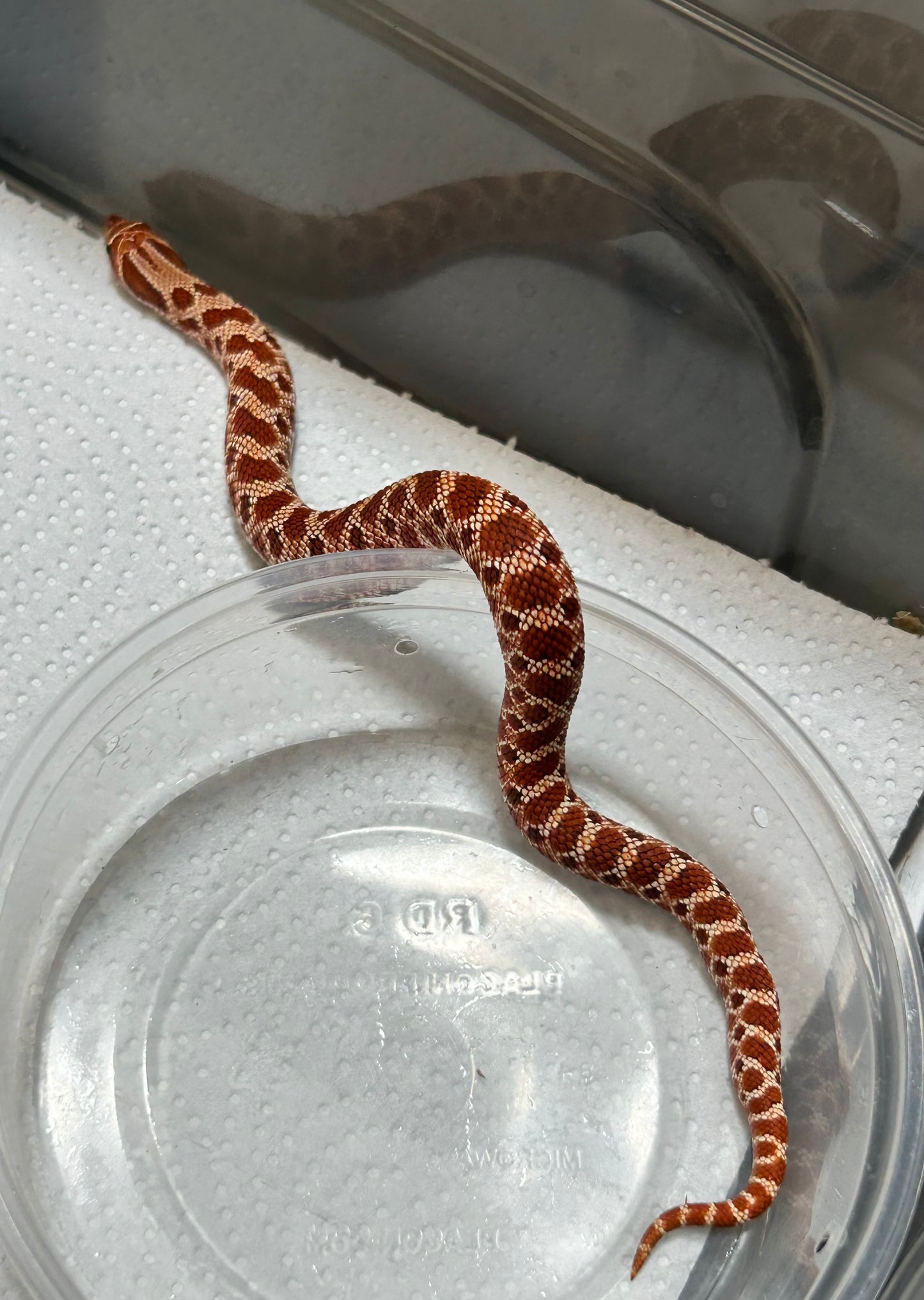 Hognose Red Extreme macho