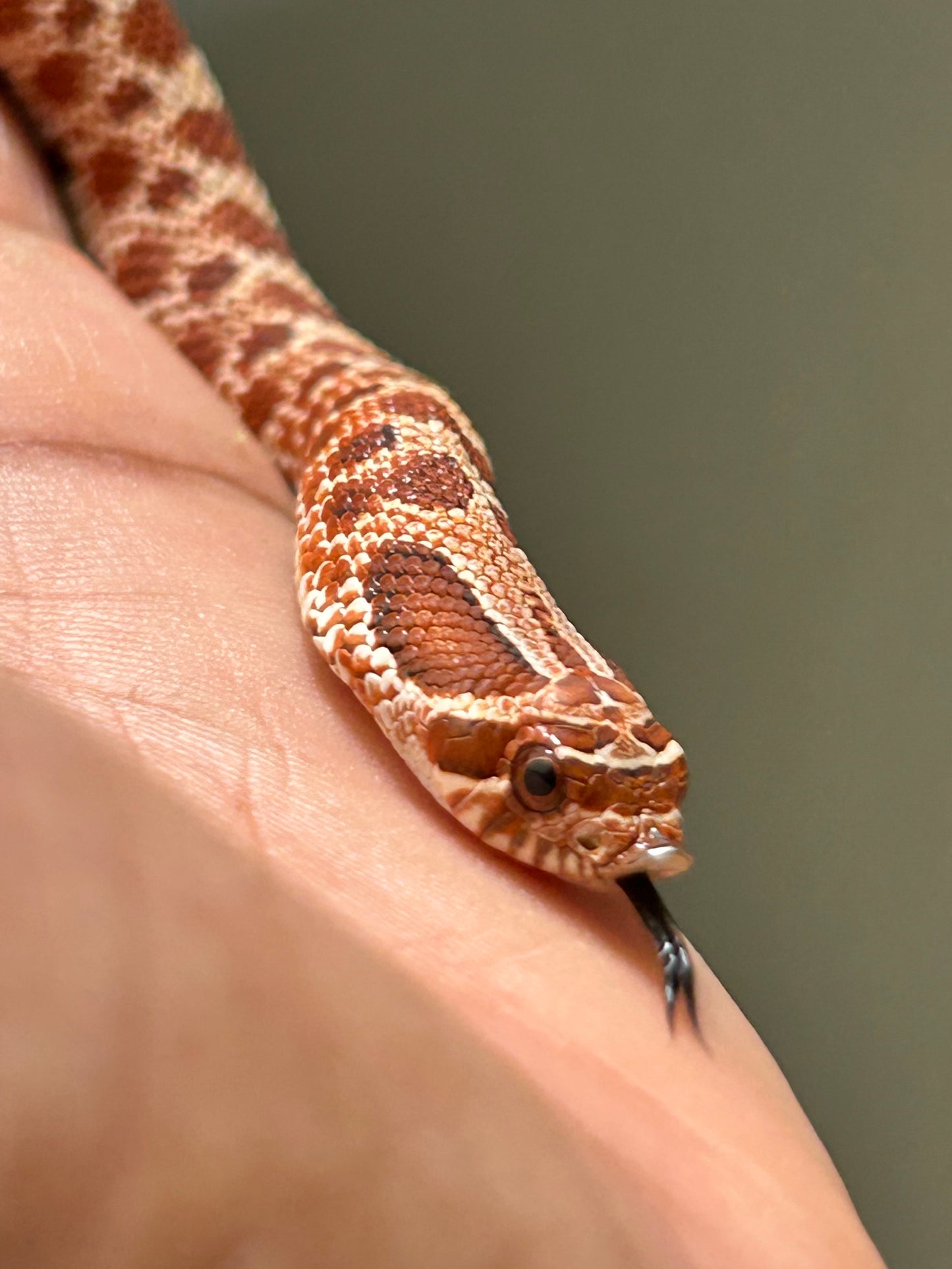 Hognose Red Extreme macho
