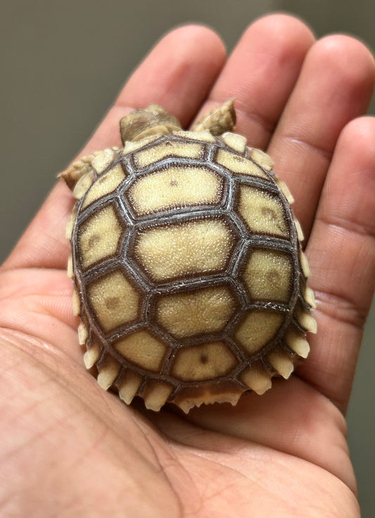 Tortuga sulcata cría