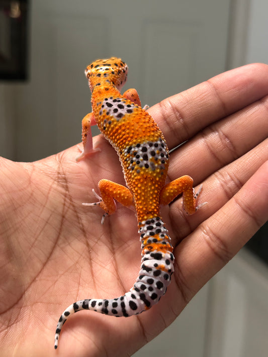 Gecko Leopardo Noir dèsir macho