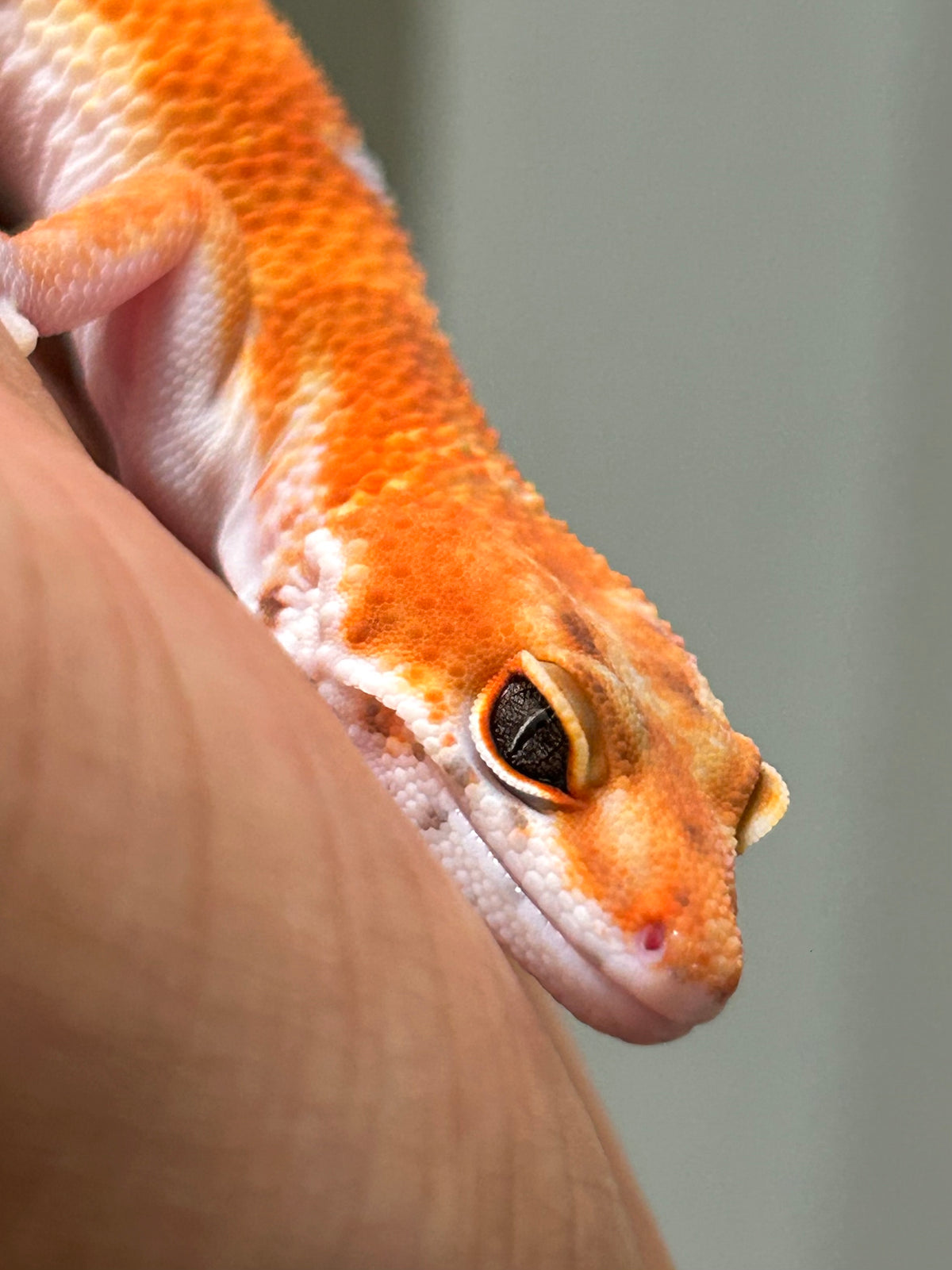 Gecko leopardo Blood inferno macho