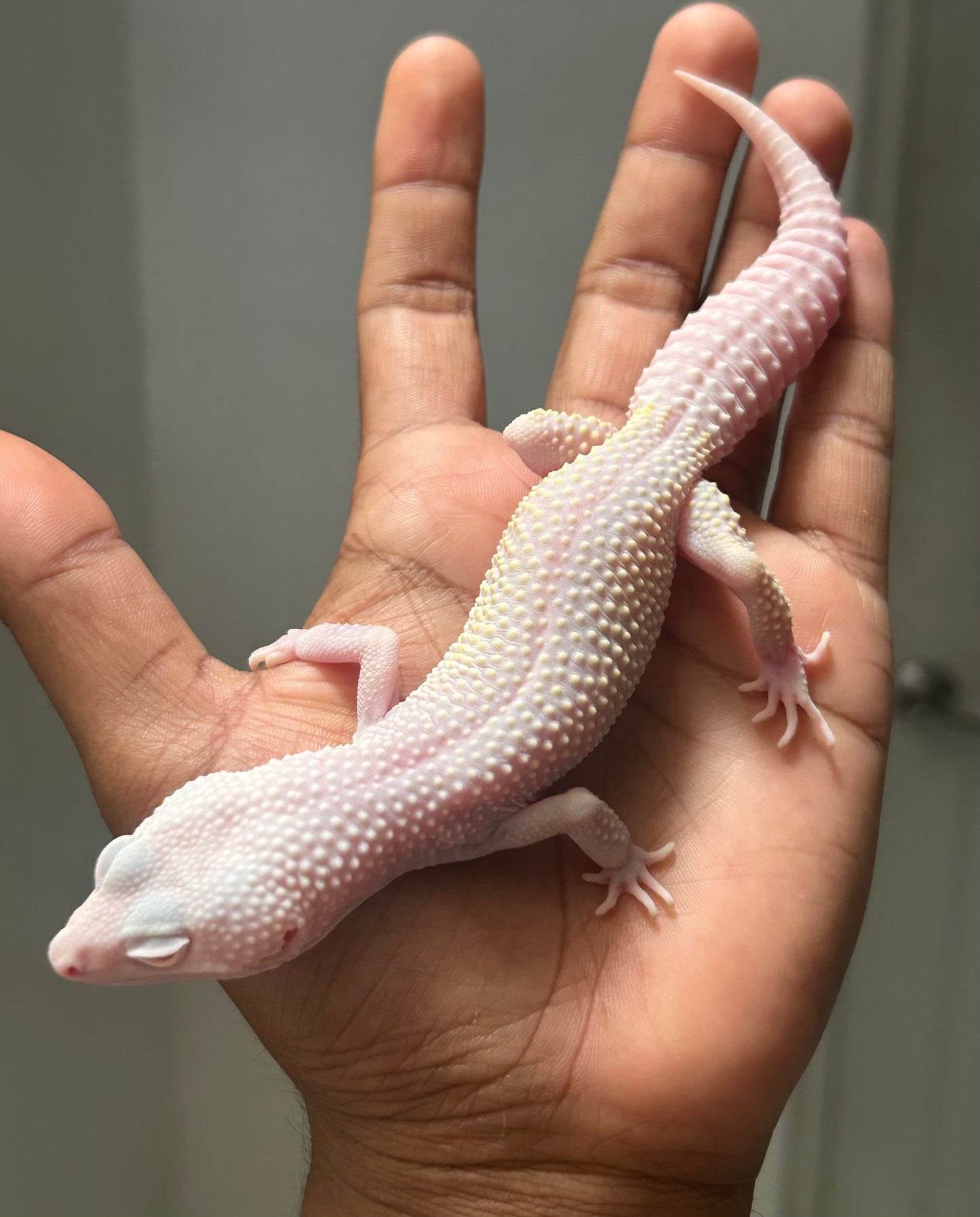 Gecko leopardo diablo blanco macho
