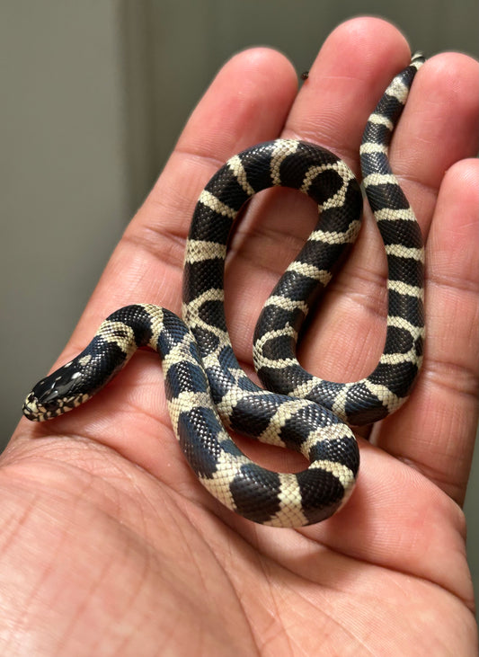 Serpiente rey de california macho