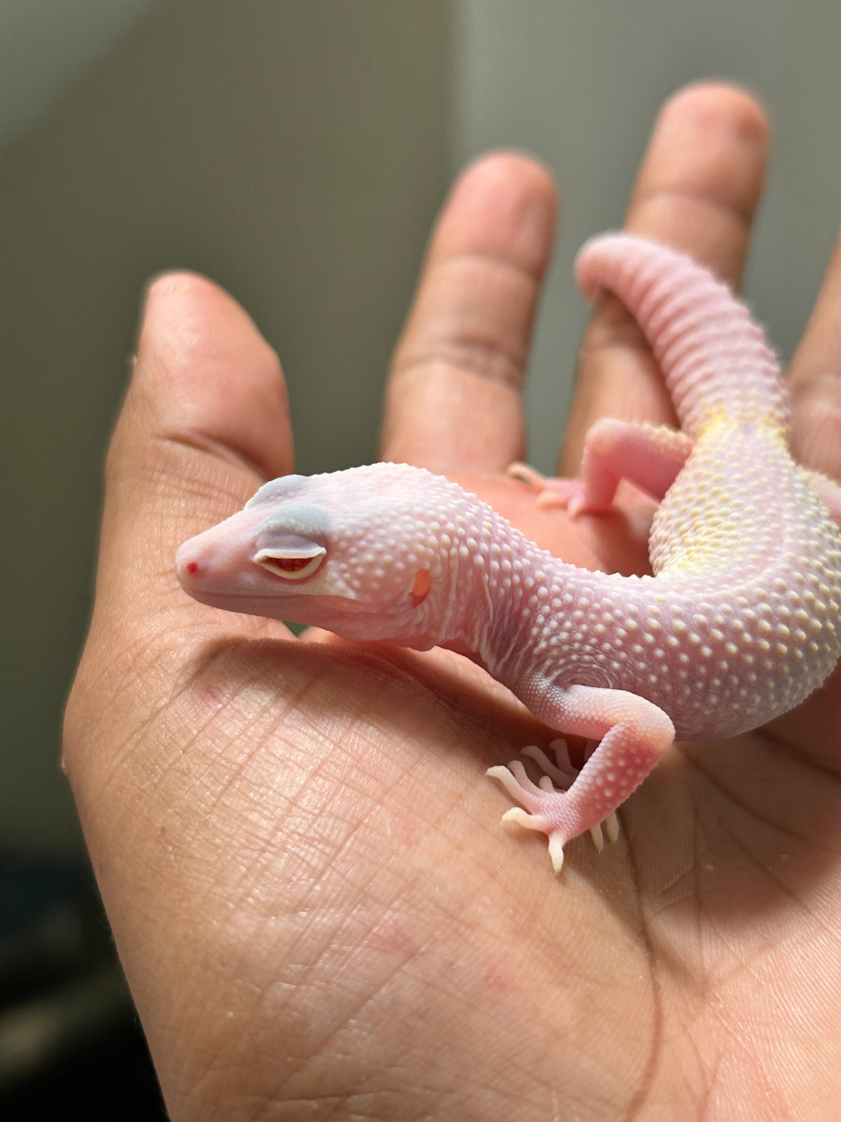 Gecko leopardo diablo blanco macho