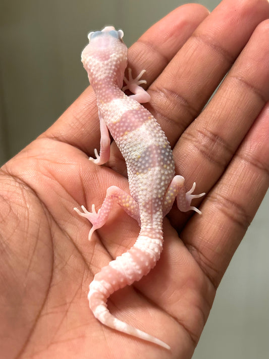 Gecko leopardo W&Y Snow Tremper het eclipse