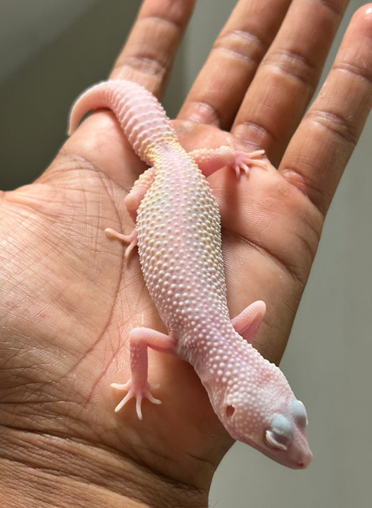 Gecko leopardo diablo blanco macho