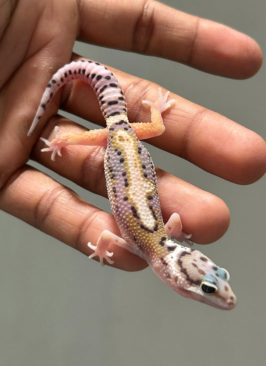 Gecko Leopardo stripe macho