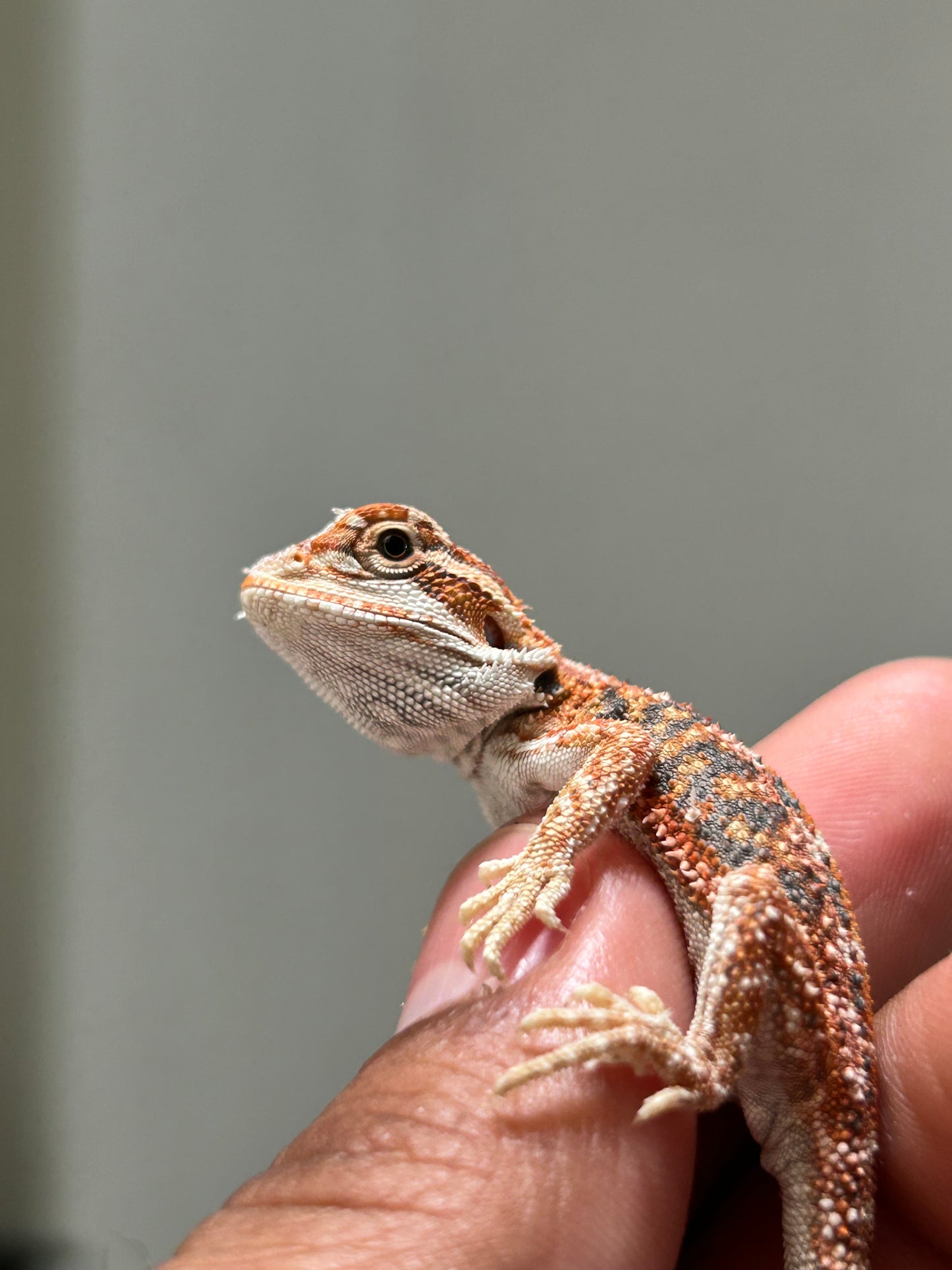 Pogona Red hypo dunner macho