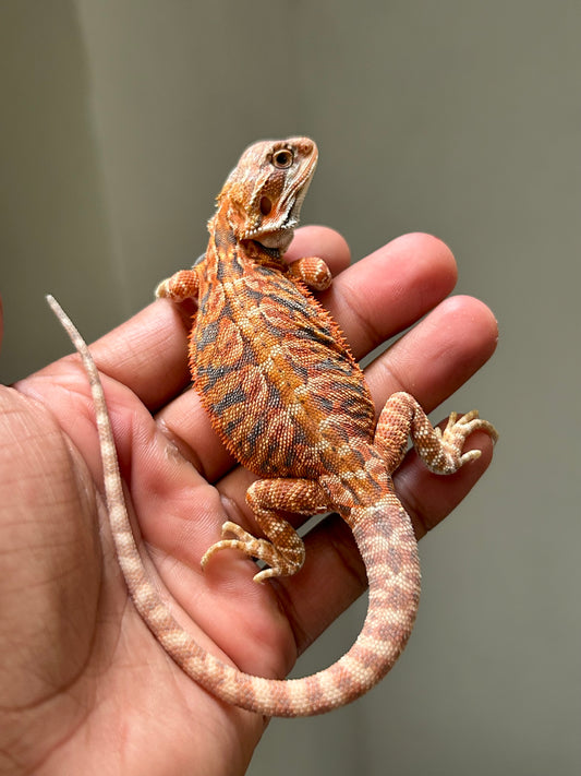 Pogona Chamuco hypo leatherback hembra