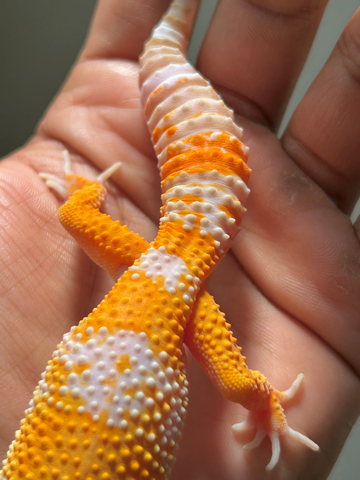 Gecko leopardo Blood Tremper