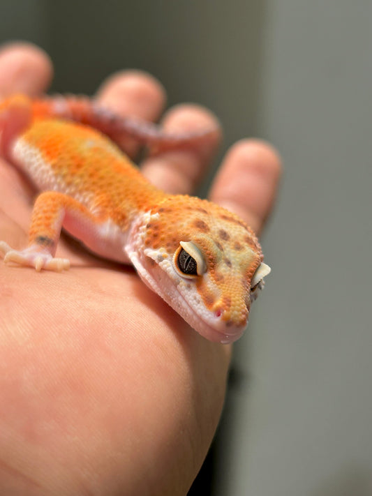 Gecko leopardo Blood emerine macho