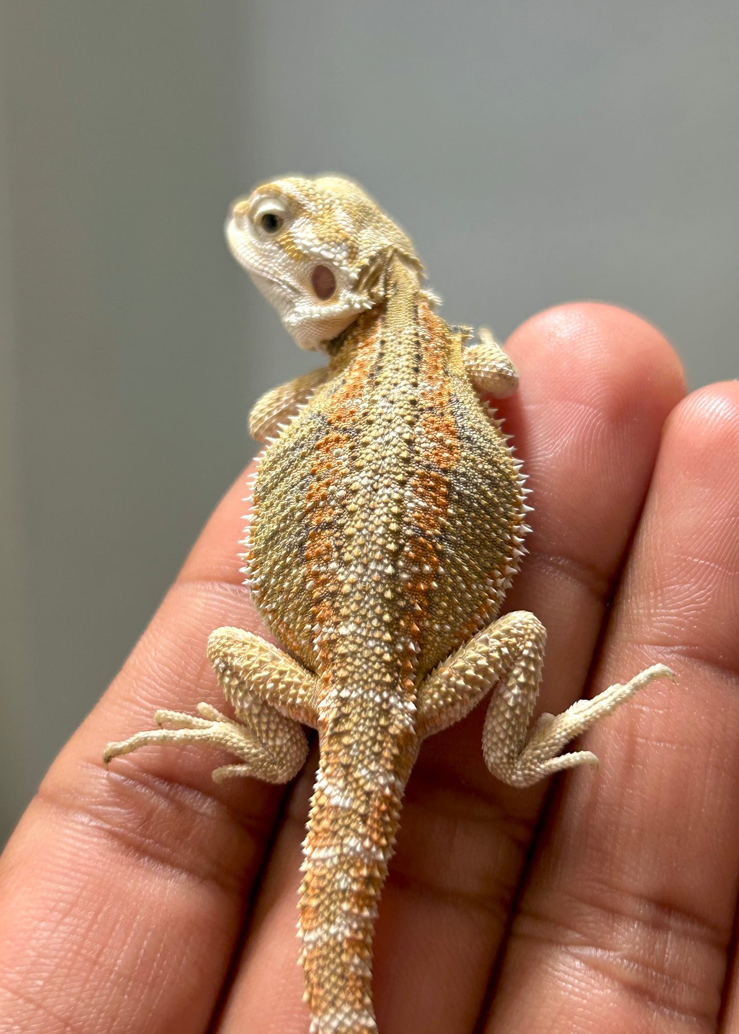 Pogona Hypo hembra (Con detalle)