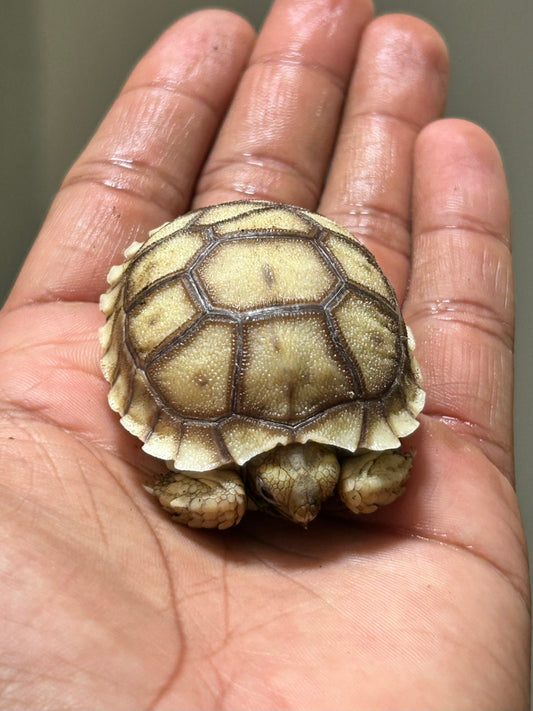Tortuga sulcata cría