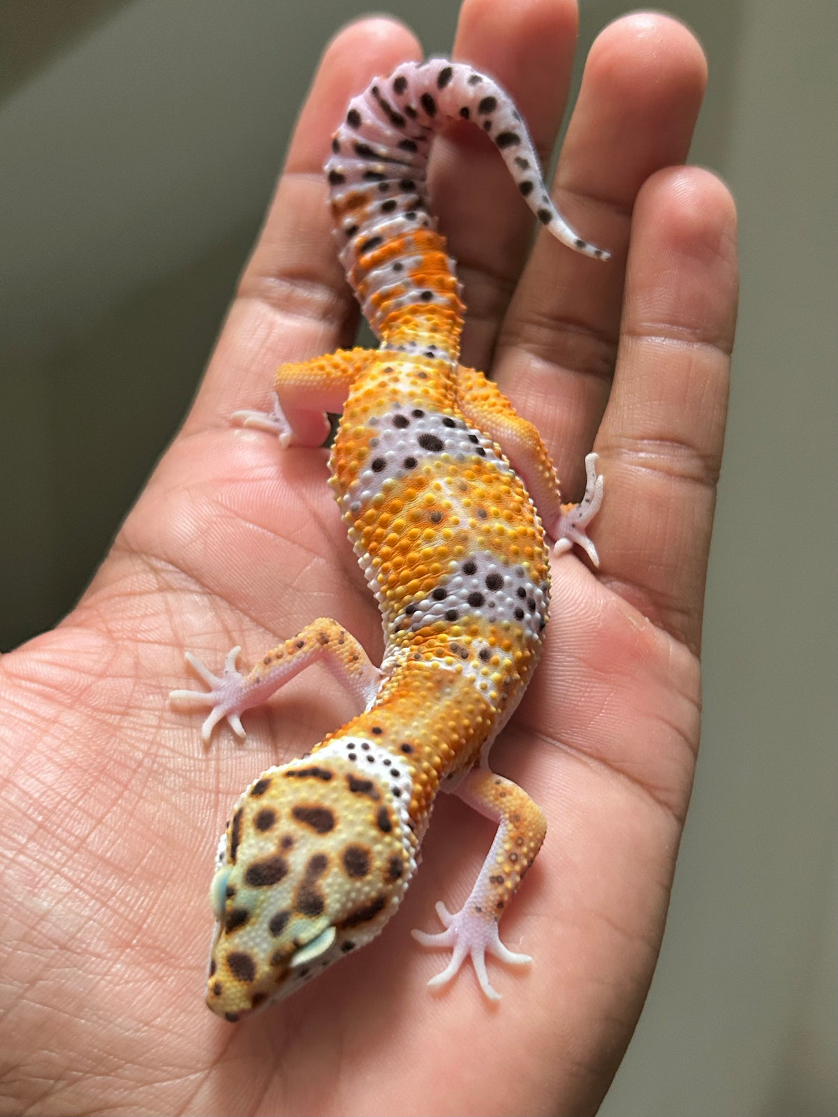 Gecko leopardo Blood hembra