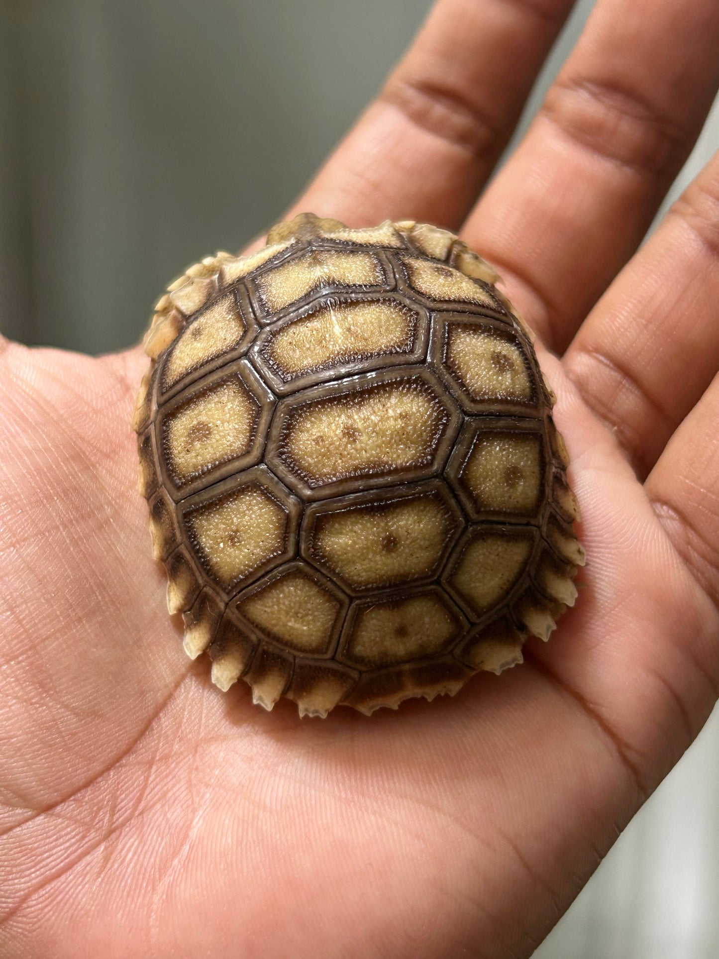 Tortuga sulcata cría