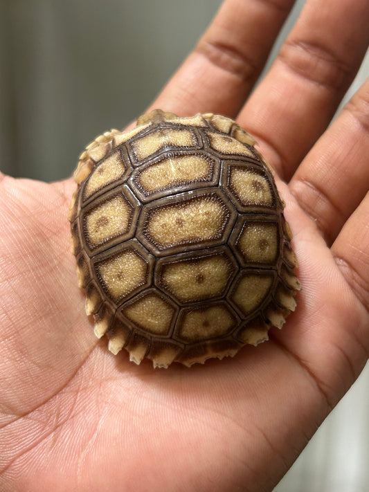Tortuga sulcata cría