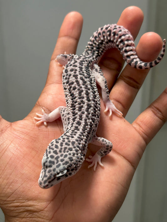 Gecko leopardo Super snow het tremper macho (con detalle)