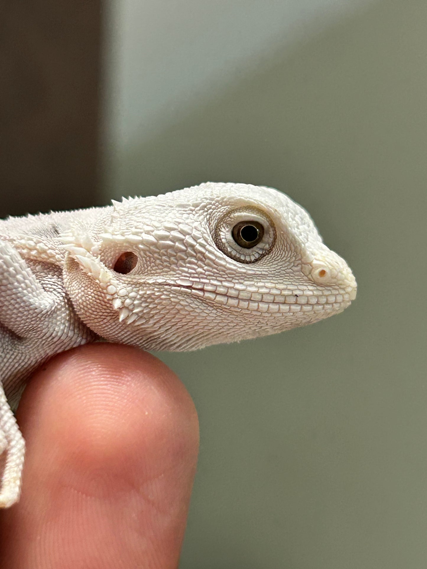 Pogona Hypo zero macho