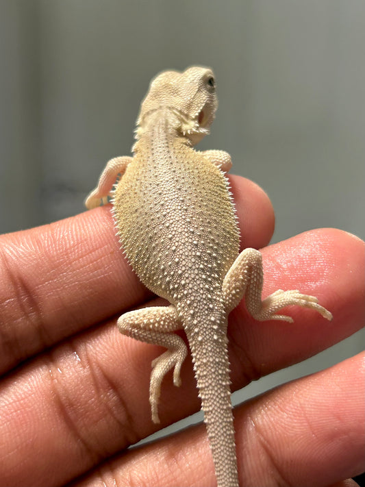 Pogona Witblits het hypo macho