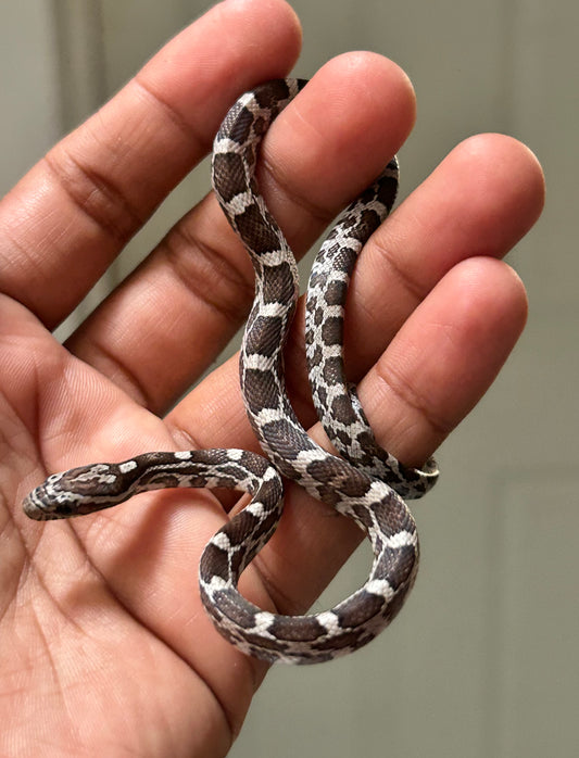 Serpiente maicera anery hembra