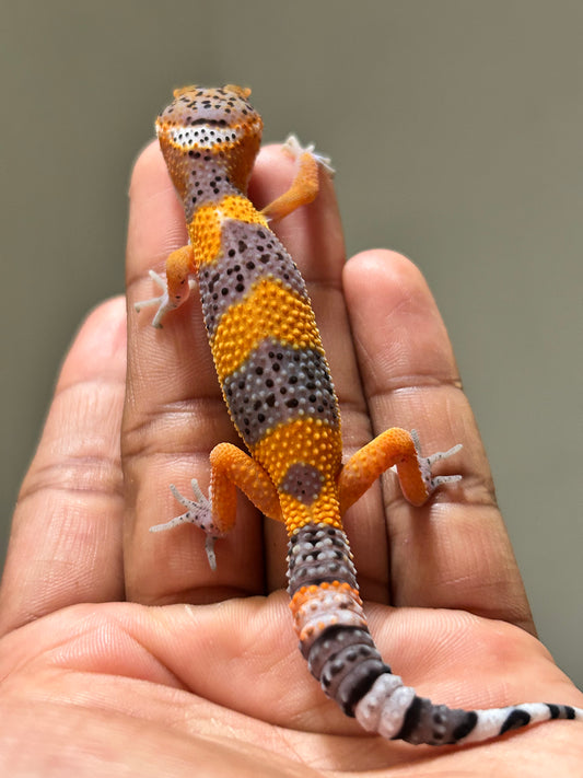 Gecko leopardo Blood inferno hembra
