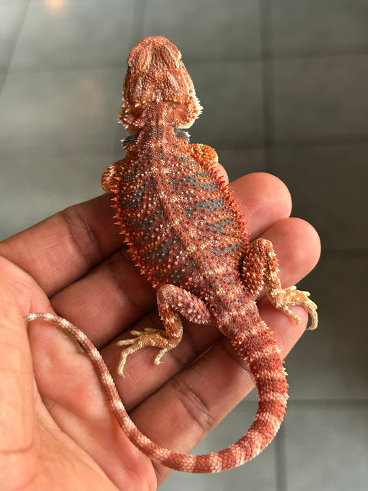 Pogona Chamuco hembra