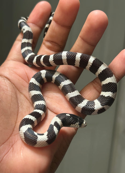 Serpiente Rey de California macho