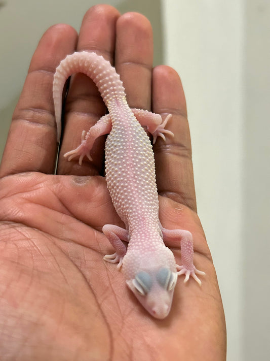 Gecko leopardo diablo blanco macho