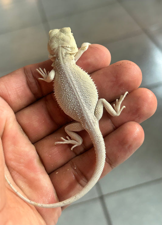 Pogona Hypo witblits het zero hembra