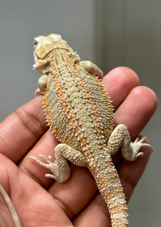Pogona hypo hembra
