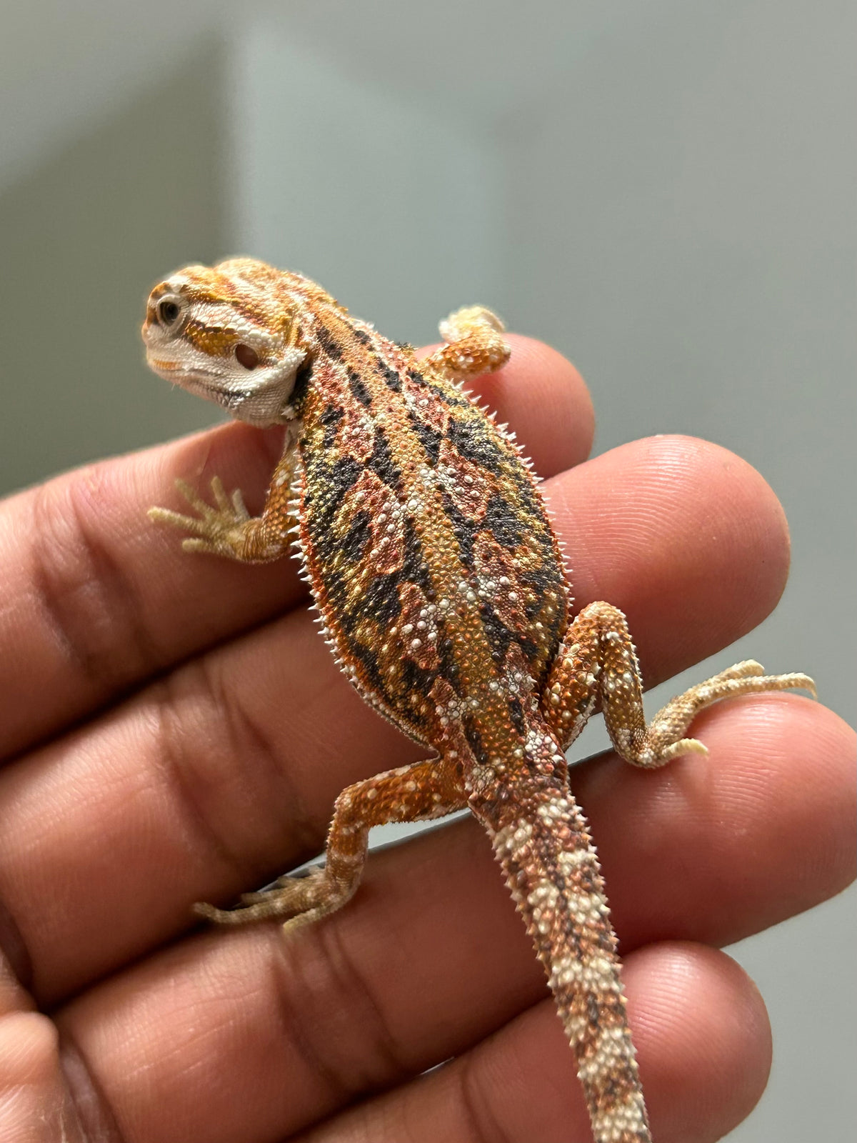 Pogona Orange hypo dunner hembra