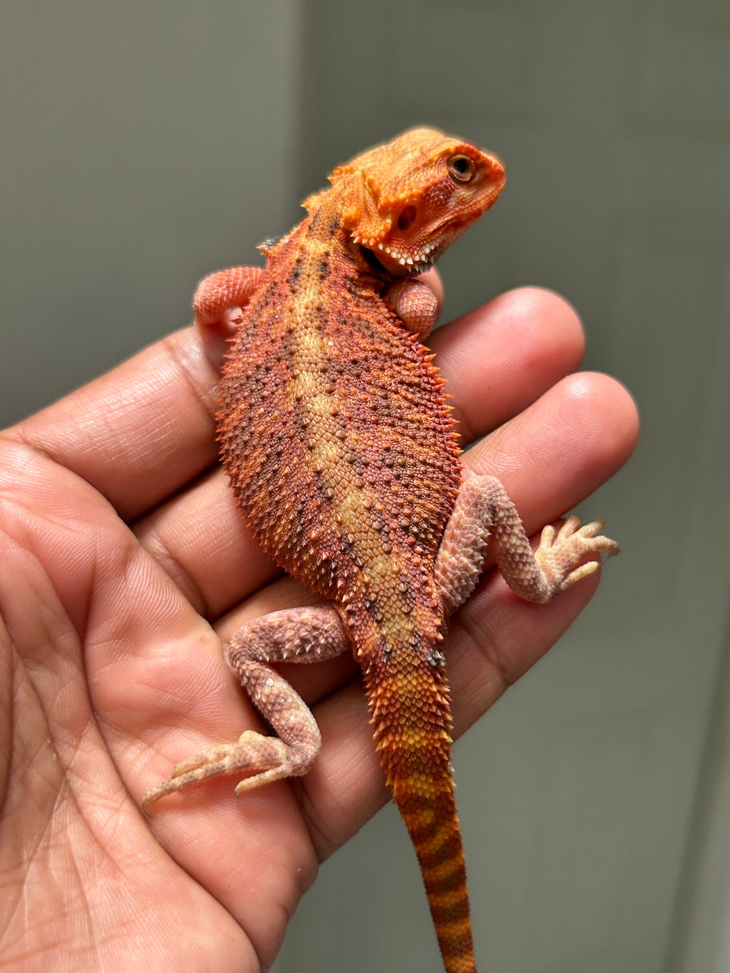Pogona Red Monster x Chamuco hypo trans macho (Detalle en cola)