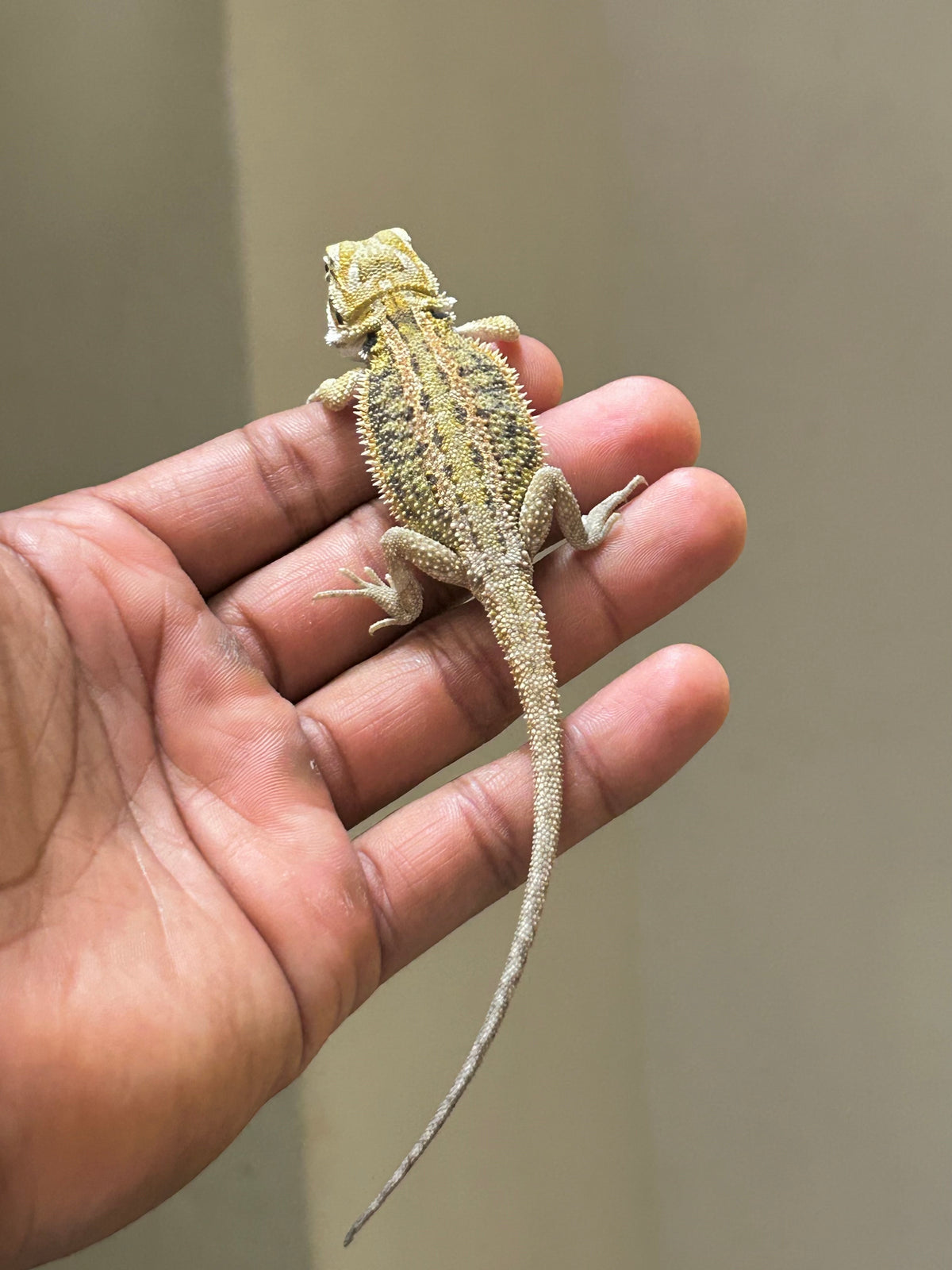 Pogona Citrus hypo dunner hembra
